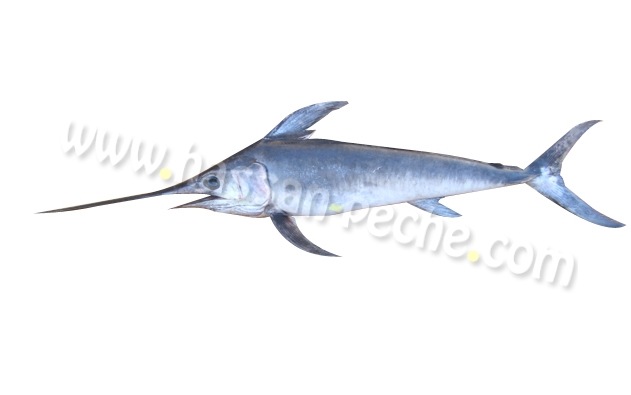 000012 copie.jpg